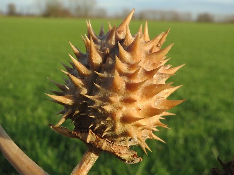 moon flower, thorns, field, jimson weed, plant, succulent plant, land, no people, close-up, spiky, grass, flora, sunlight, fruit, beauty in nature, outdoors