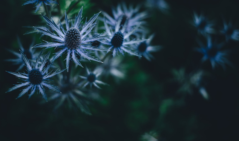 focus on foreground, flower, beauty in nature, close, day, 4K, flower head, sea holly, fragility, close-up, growth, purple, dandelion seed, floral, flora