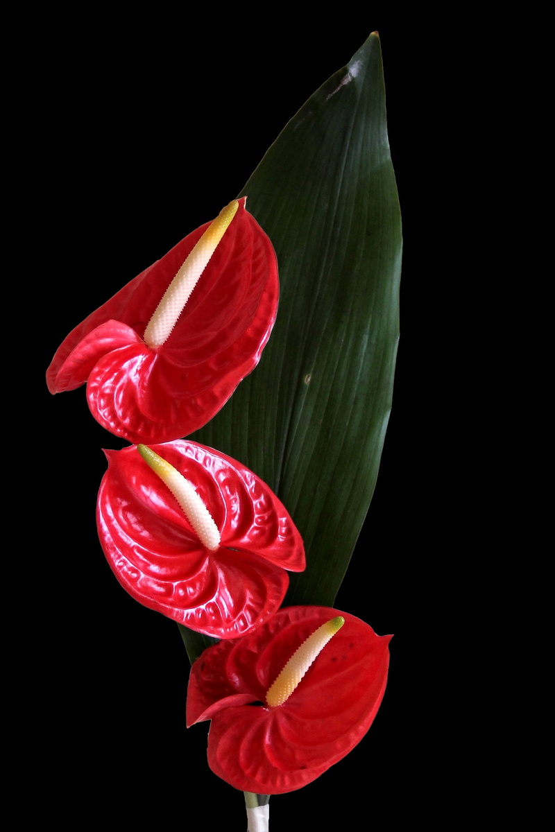 anthurium, beauty in nature, close-up, bloom, indoors, plant, nature, freshness, flower, petal, black background, flowering plant, fragility, floer, studio shot