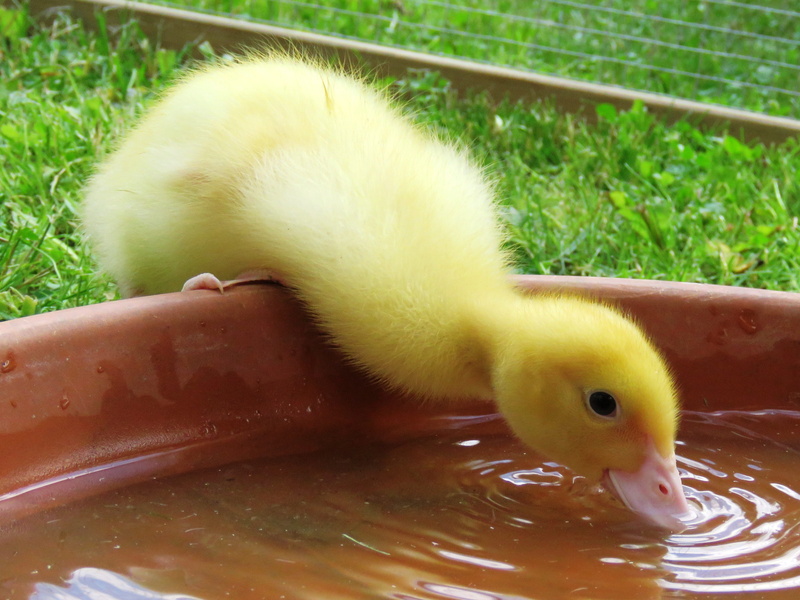 drinking water, yellow duckling, animal head, close, drink, vertebrate, day, gosling, duck, grass, one animal, chicks, duckling, young bird, animals in the wild