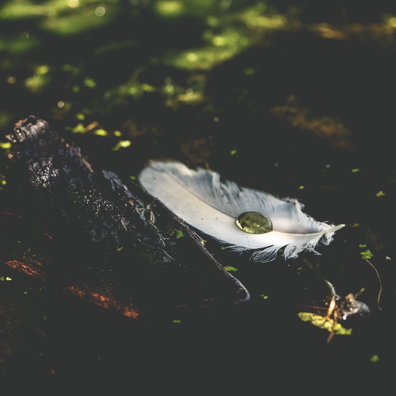 vertebrate, lake, black, outdoors, beauty in nature, feather, surface, high angle view, 2K, white, floating on water, selective focus, plant part, marine