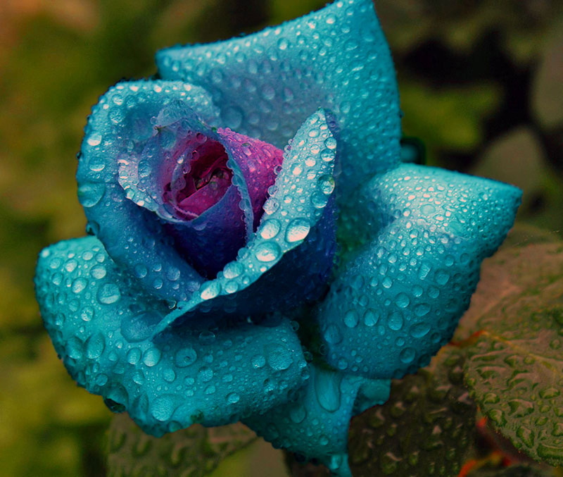 outdoors, flower head, day, dew, plant, drip, beauty in nature, colored, flowering plant, focus on foreground, freshness, rose, petal, droplests, fragility
