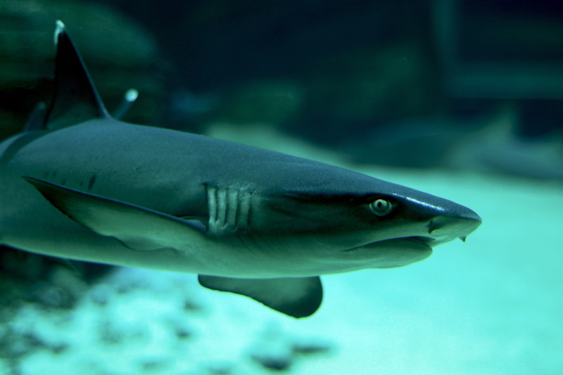 wildlife, shark, carnivore, transparent, 5K, close-up, Fish, blue, marine, animals in captivity, tank, animals And Pets, glass - material, sea Life, nature