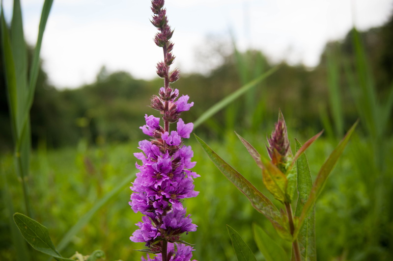 closeup, flowers, day, vulnerability, field, fragility, focus on foreground, flowering plant, bright, purple, lavender, flower, close-up, nature, inflorescence