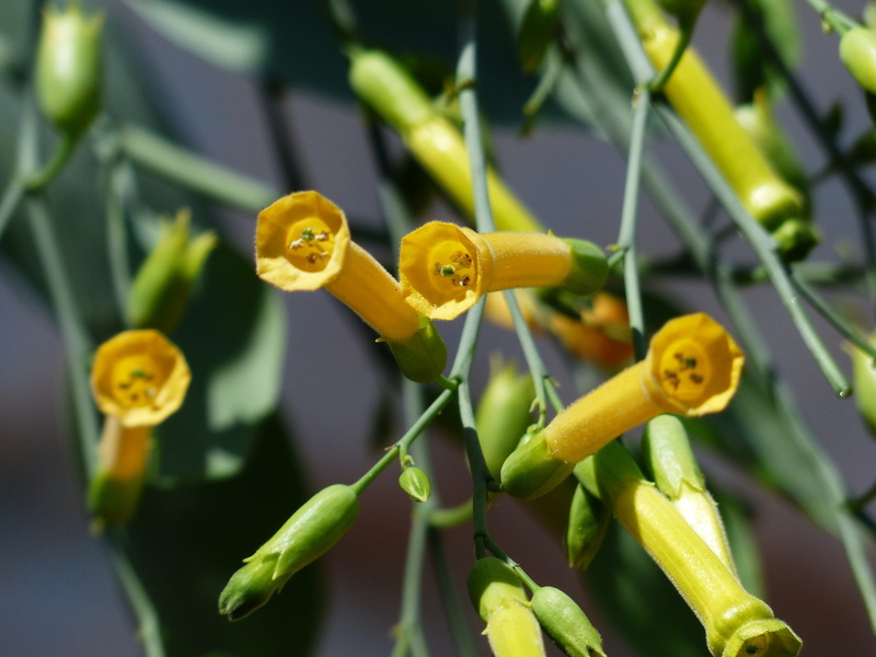 tubular, no people, day, tree tobacco, blue green tobacco, close-up, nicotiana, animals in the wild, yellow, shrub tobacco, animal themes, plant, tube like