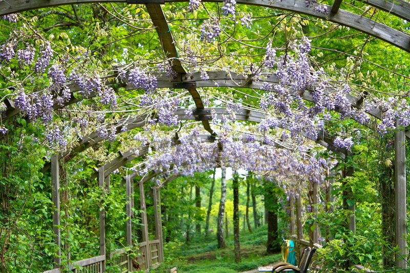 vulnerability, flowering, colorful, outdoors, floral, bright, flowers, petaled, green color, gardening, tranquility, flower, freshness, day, vines, flowering plant