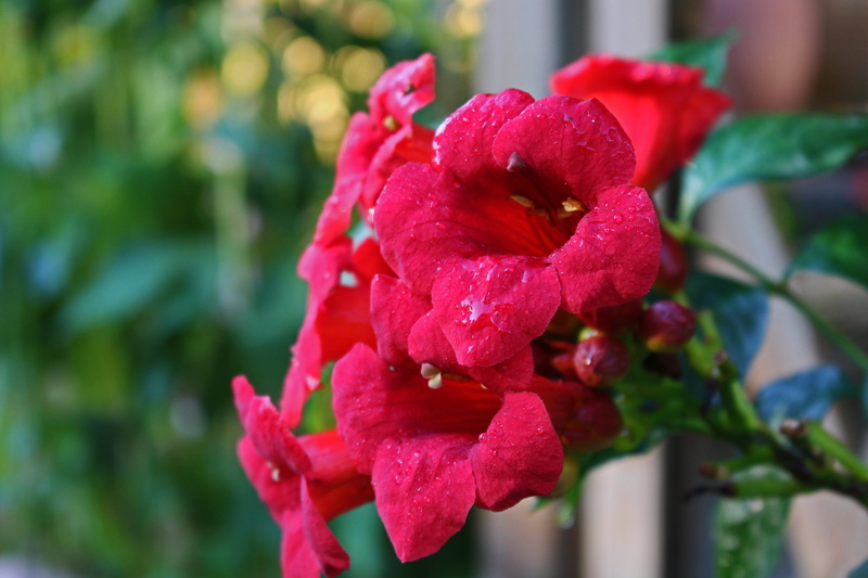 trichterförmig, freshness, outdoors, bright, flower bed, bed, garden, park, trumpet shaped, plant, stans, bell shaped, funnel flower, climber plant, close-up