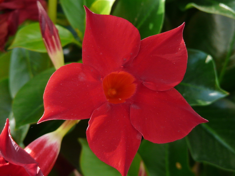 red, apocynaceae, close-up, funnel flower, sundaville, plant, climber, inflorescence, vulnerability, Bell, orange, Flower, flower head, nature, crop, mandevilla sanderi