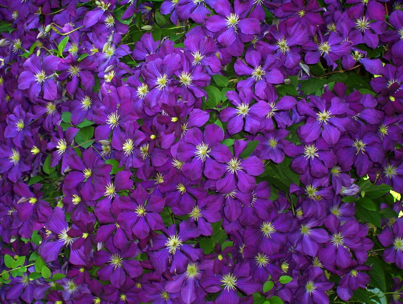 dense, flowerbed, botany, flowering plant, blossom, blooming, flowering, beauty in nature, purple, freshness, green leaves, blue, petaled, fragility, vines
