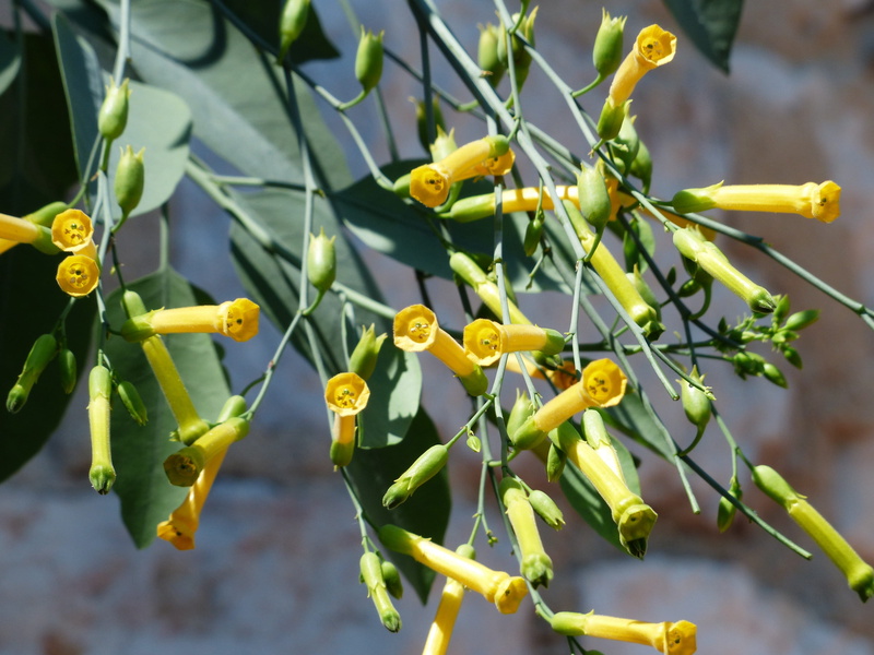 beauty in nature, flower head, blossom, nicotiana, leaf, tube, oblong, plant stem, tube like, bush, trumpet like, flower, plant, tobacco, tubular, ornamental plant