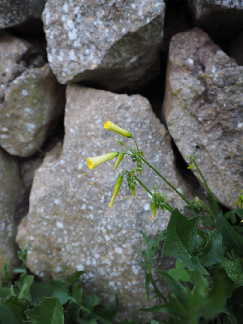 animal, oblong, nicotiana, plant, shrub tobacco, growth, Nicotiana Glauca, bush, yellow, animal themes, leaves, tree tobacco, blue green, close-up, rock - Object