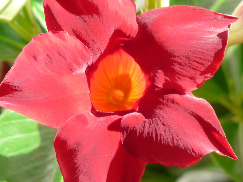 crop, mandevilla sanderi, selective focus, garden plant, dipladenia, semi shrub, close-up, trichterförmig, bloom, bell shaped, bright, botany, beauty in nature