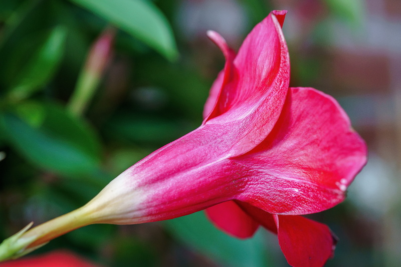no people, climber, soft focus, velvety, vulnerability, plant, macro, pink color, garden, inflorescence, fragility, pink, garden plant, red, nature, sundaville