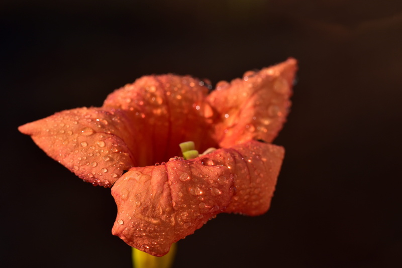 bignoniaceae, indoors, black background, flower, beauty in nature, ornamental, climbing trumpet, mediterranean, water, funnel like, nature, oblong, freshness