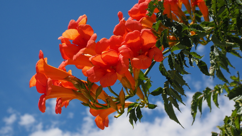trumpet flower-arte, petal, campsis radicans, plant part, trichterförmig, trumpet like, close, day, leaf, ornamental, campsis, bright orange, trumpet shaped