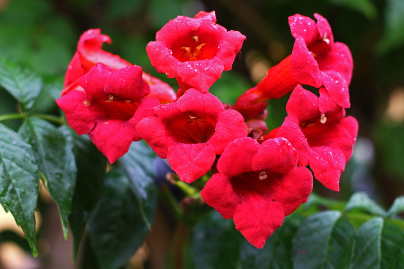 vulnerability, colorful, park, flower head, bell shaped, flora, trichterförmig, growth, flower bed, beautiful, bloom, funnel flower, close-up, petals, day