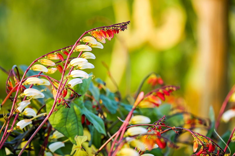 beauty in nature, animal, star winds, animals in the wild, plant, butterfly - insect, close-up, invertebrate, petaled, summer, single flowers, yellow, nature