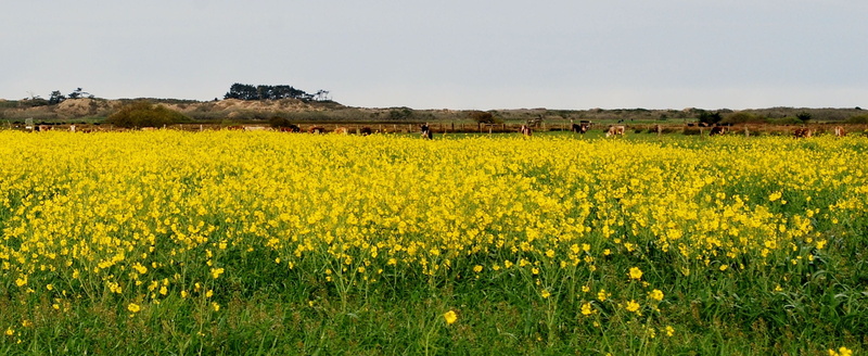nature, plant, non-urban scene, land, animal wildlife, 2K, Yellow, animal, agriculture, rural scene, crop, flowering plant, grass, Mustard, yellow, Wild Mustard
