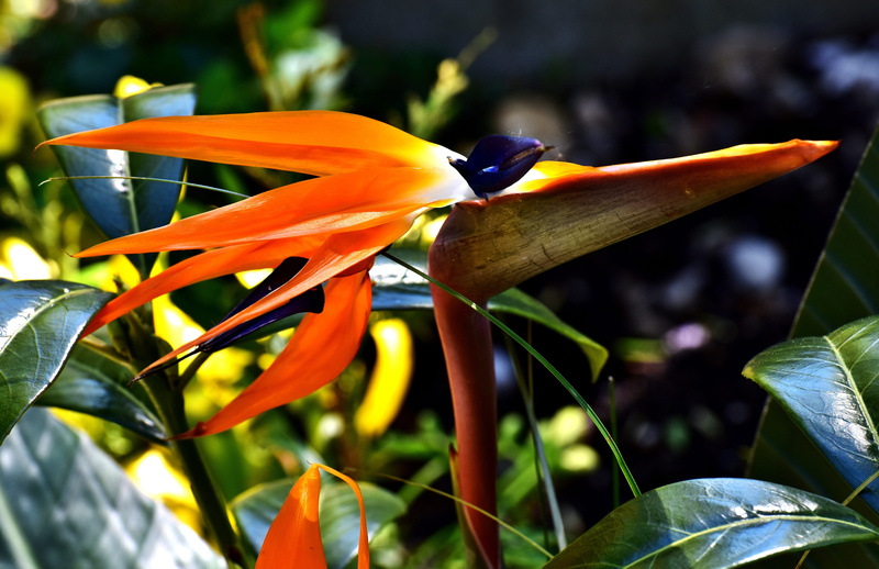 animal wildlife, flower head, 5K, closeup, strelitziaceae, color, bird of paradise, photo, focus on foreground, blossom, day, caudata, bright, exotic
