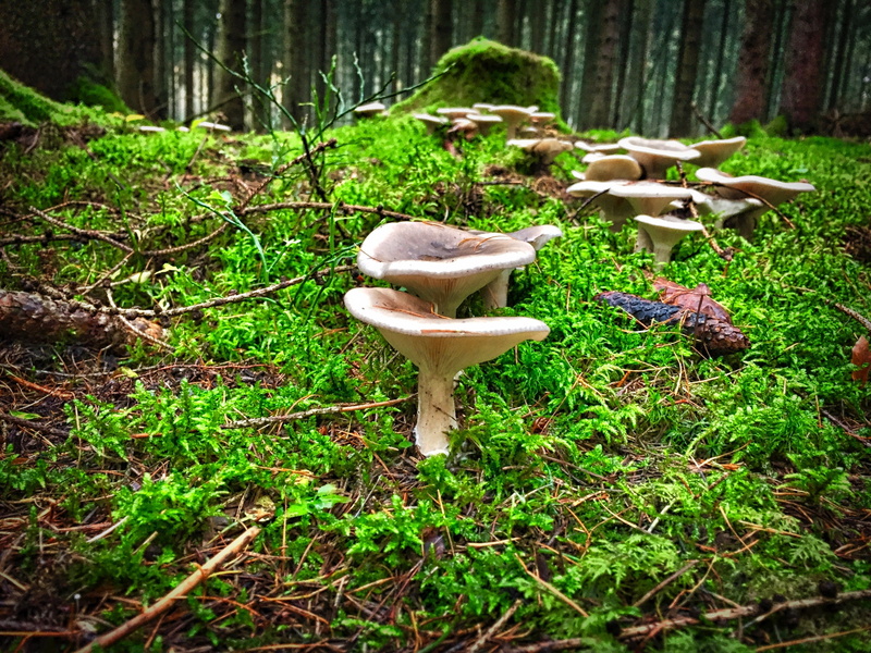 forest mushrooms, food, tree, growth, grass, no people, day, fungus, edible mushroom, mushroom, plant, green color, close-up, beauty in nature, funnel-ling