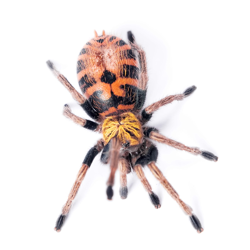white, arachnid, wildlife, cut out, spider, insect, white background, predator, studio shot, nature, 1080P, scary, funnel, wild, hair, web, spiders, macro