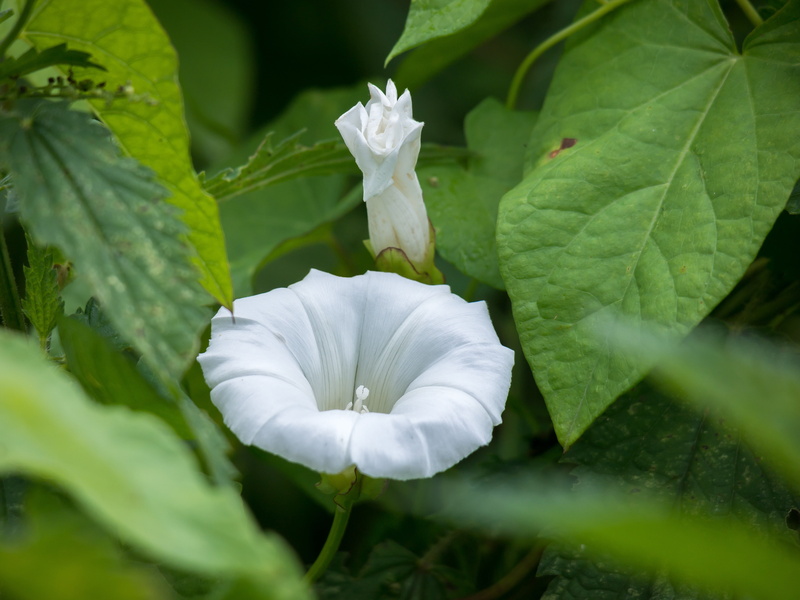 plant, day, outdoors, flower, farmland-winds, freshness, plant part, white, inflorescence, bud, leaf, close-up, growth, flowering plant, no people, bloom