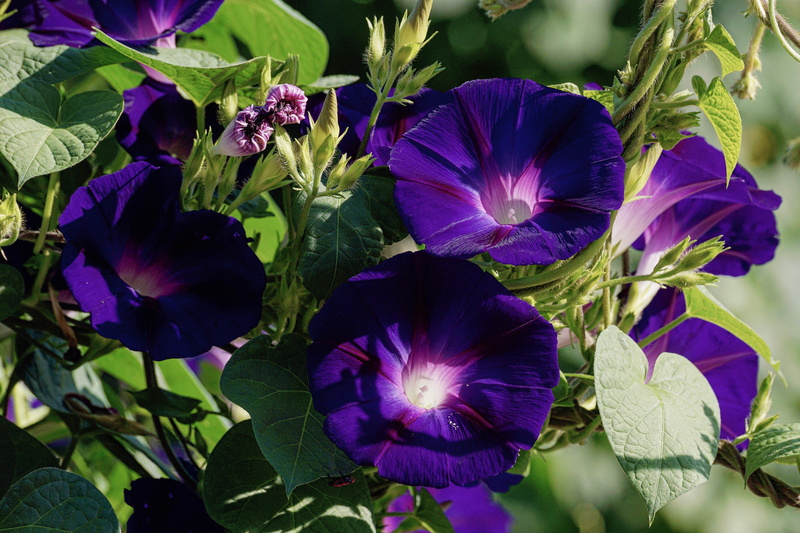 leaf, inflorescence, fragility, growth, flora, close-up, petals, morning glory, no people, outdoors, beauty in nature, nature, winds, flower, freshness