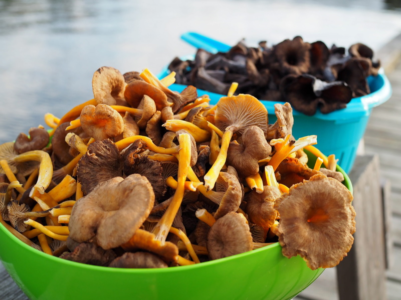 nature, mushroom, vegetable, funnel chanterelles, prepared potato, french fries, water, fast food, fried, snack, unhealthy eating, freshness, 4K, food and drink