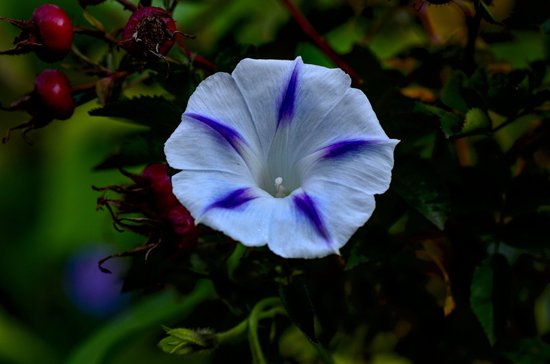 bright, flower, growth, plant, close-up, vulnerability, freshness, petal, inflorescence, 4K, day, outdoors, funnel thread, beauty in nature, flowering plant