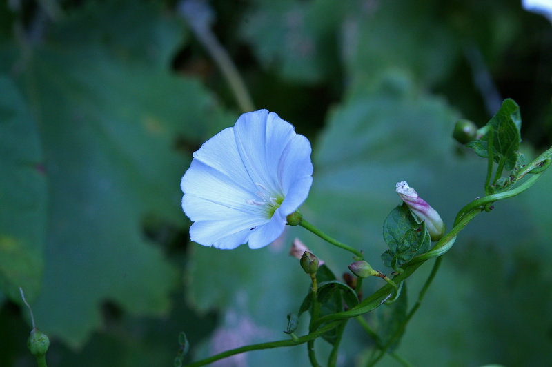 leaf, nature, flower head, purple, creeper, garden, wild necktie, day, freshness, arable, vulnerability, white, inflorescence, white blossom, close-up