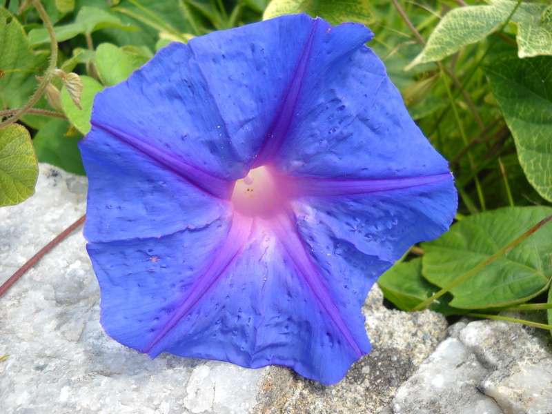 pollen, outdoors, funnel thread, purple, plant part, close-up, flower head, flowering plant, plant, petal, nature, inflorescence, 2K, day, growth, bloom