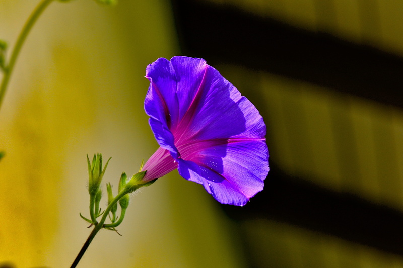 freshness, vulnerability, flower head, close-up, sepal, plant stem, nature, purple, plant, growth, fragility, inflorescence, garden, outdoors, flowers