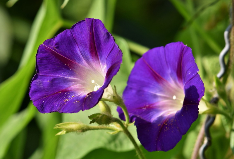 no people, outdoors, morning glory, close-up, selective focus, beauty in nature, violet, pansy, nature, bright, freshness, bloom, flora, blossom, funnel thread