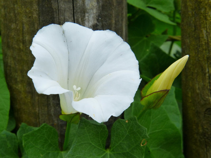funnel flower, flower, leaf, day, close-up, fence lath, flowering plant, fragility, vulnerability, climber, beauty in nature, flower head, white, white color