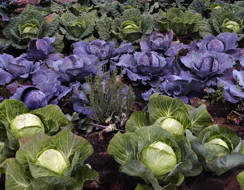 vegetable garden, leaf, food, köhli, growth, eat, wellbeing, harvest time, vegetables, wirz, nutrients, day, green color, close-up, plant, plant part, ripe