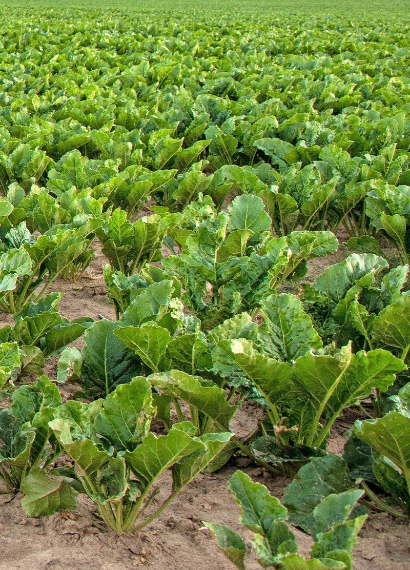 gardening, leaves, winter vegetables, kohl, day, food, healthy eating, 1080P, green Color, rural Scene, outdoors, eat, leaf, tranquility, meadow, vitamins