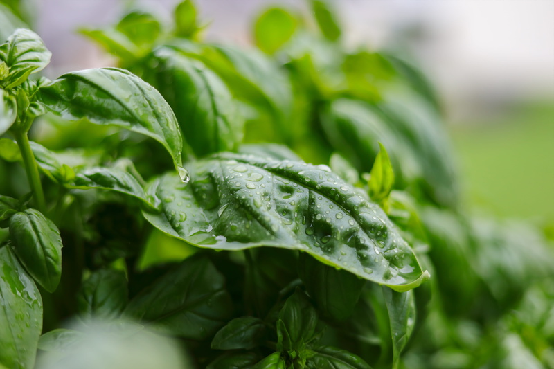 gardening, garden, tasty, no people, healthy, green color, herb pot, mediterranean, plant part, Frisch, outdoors, kitchen spice, water, Plant, plug, growth
