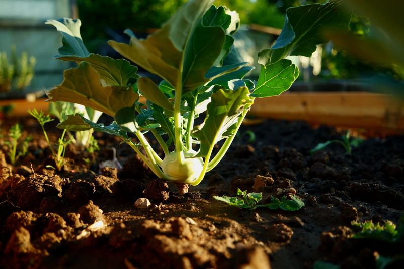 beginnings, vitamins, plantation, harvest, food, close-up, of course, vegetables, no people, plant, leaves, agriculture, delicious, sunlight, land, green