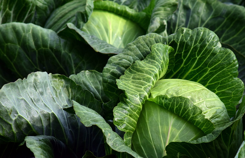 herb cultivation, healthy eating, outdoors, cabbages, close-up, day, vegetable, vegetable growing, freshness, garden, full frame, photography, vitamins