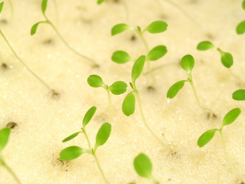 biology, nursery, nature, environment, botany, Market, farm, growth, vegetable, fresh, vibrant, nutrition, grow, plant part, young, material, full frame