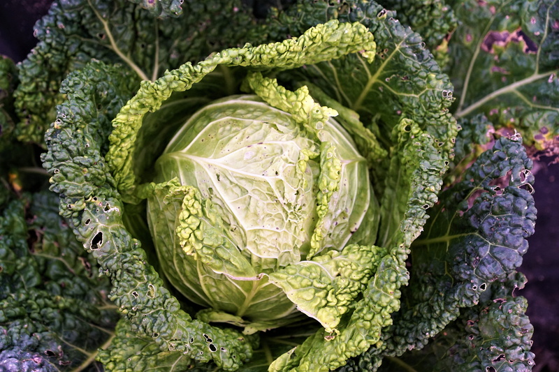 cabbage, autumn, agriculture, still life, healthy, smoothie, garden, vitamins, raw food, eat, nature, green color, full frame, fresh, green, close-up, leaves
