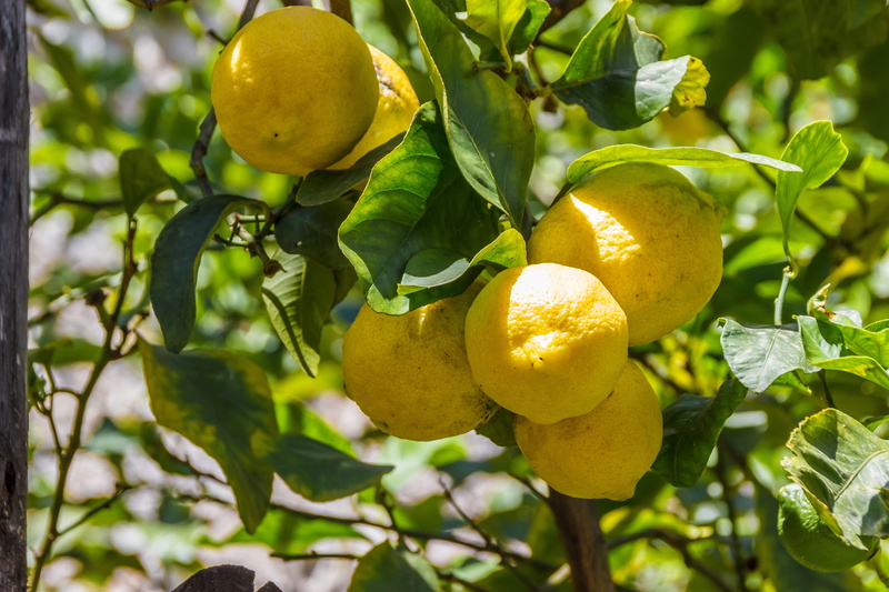 lemon, Lemons, plant, ripe, freshness, fruit tree, branch, orange, food, growth, leaf, plant part, no people, nature, yellow, food and drink, green color