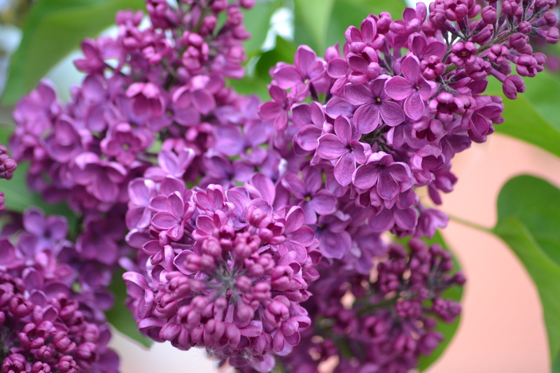 flowers, close-up, springtime, nature, softness, plant, may, focus on foreground, growth, selective focus, inflorescence, flower head, bunch of flowers