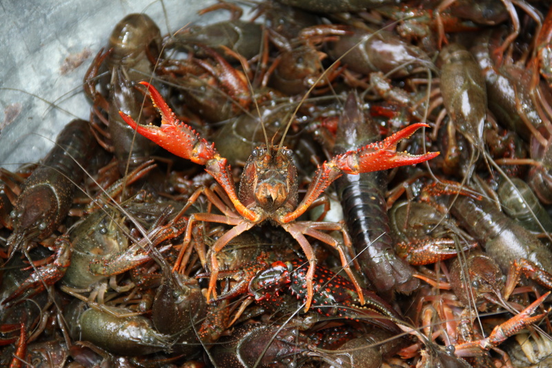 day, food, raw food, group of animals, close-up, healthy eating, high angle view, animal, lobster, boil, food and drink, animal themes, wellbeing, crayfish