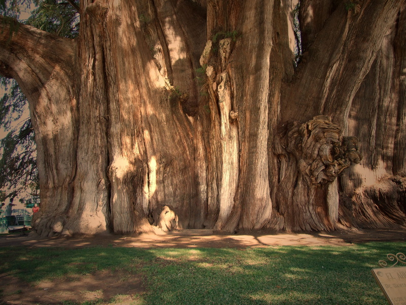 tranquil scene, trunk, tree, travel destinations, day, rock, 2K, no people, tree trunk, rock formation, tree of tule, plant, sunlight, non-urban scene