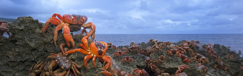 Red, Australia, Island, Crab, 4K, Christmas