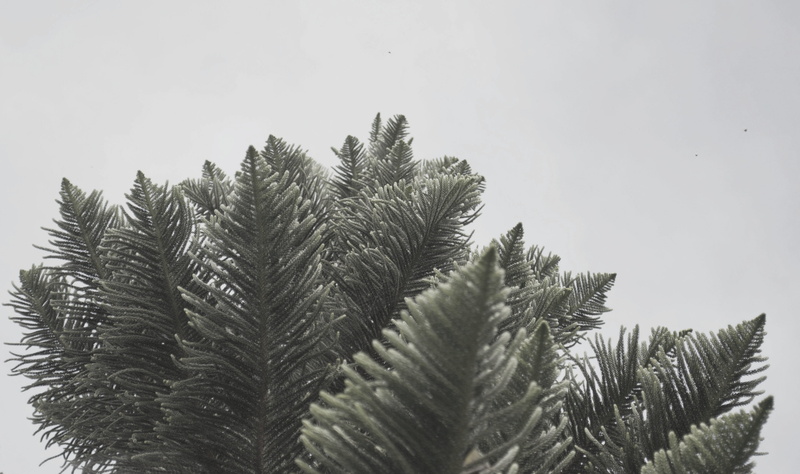 pilipinas, breeze, growth, day, outdoors, leaves, minimalist, close-up, coniferous tree, beauty in nature, philippines, tranquility, clear sky, no people