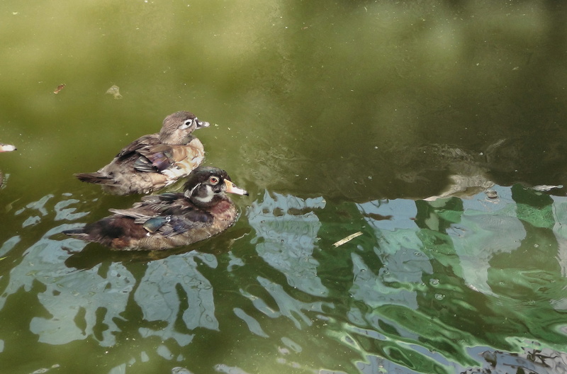 animals in the wild, 5K, nature, duck, duckling, animal, no people, philippines, pond, vertebrate, animal wildlife, pilipinas, animal family, ducks, outdoors