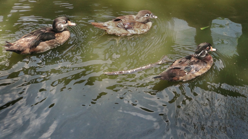 pond, vertebrate, day, poultry, birds, san jose del monte city, no people, high angle view, animals, young animal, philippines, animal, waterfront, animal themes