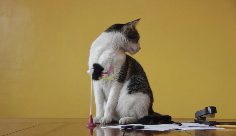 table, one animal, cat, whisker, looking, wall - building feature, looking away, animal, domestic cat, ph, side view, animal themes, cats, cute, domestic
